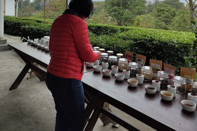 Palampur Tea Garden Tour - Practical Details and Value