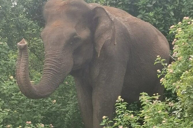 Paradise Udawalawe Safari Tours - FAQs