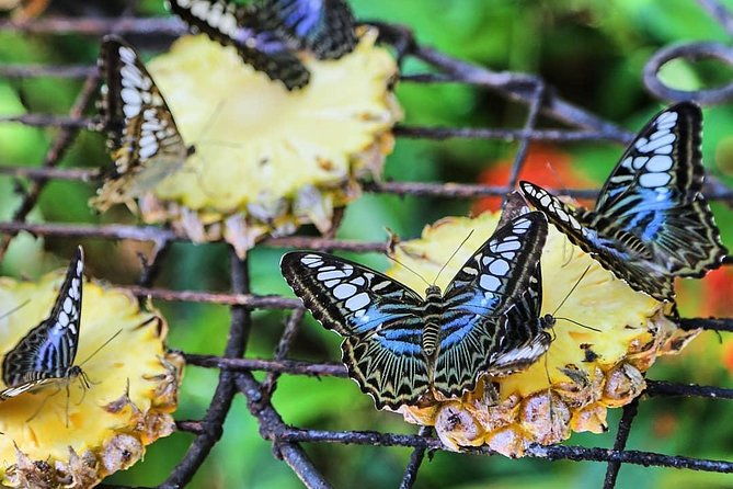 Penang Round Island Tour With Tropical Spice Garden & Entopia Butterfly Farm - Who Will Love This Tour?