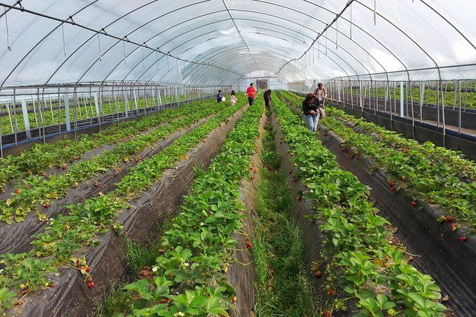 [Perfect Private Tour] Nami island, Petite France and Organic Strawberry Farm - Authentic Experiences and Guide Insights