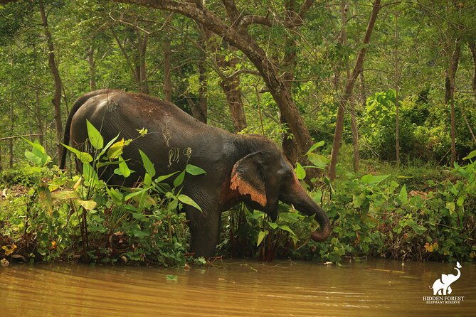 Phuket: Hidden Forest Elephant Reserve Guided Tour with Lunch - The Value of This Tour