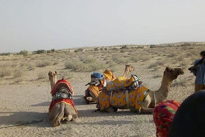 Pleasant Non-Touristic Overnight Camel Safari (From 2:00 PM to Approx. 10:30AM) - FAQs