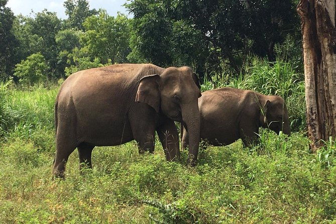 Polonnaruwa Day Tour with Lunch by Mahaweli - Who is This Tour Best Suited For?