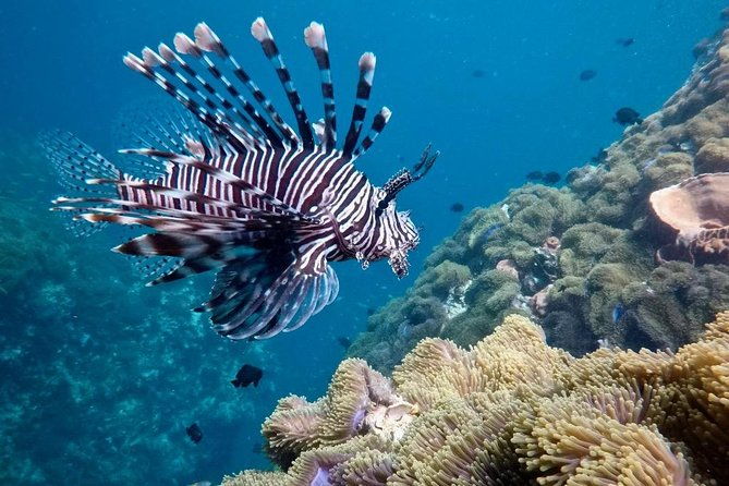 Premium Guided Scuba Diving Day Trip for Certified Divers - The Sum Up
