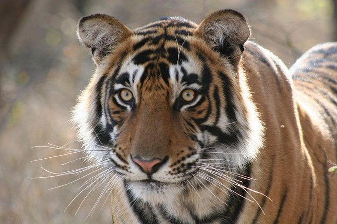 Private 2-Day Tour to Ranthambhore Tiger Safari from Jaipur - The Sum Up