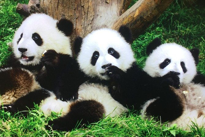 Private 2-Day Xi'an and Chengdu Tour with Hotel Stay - What’s Included and What’s Not