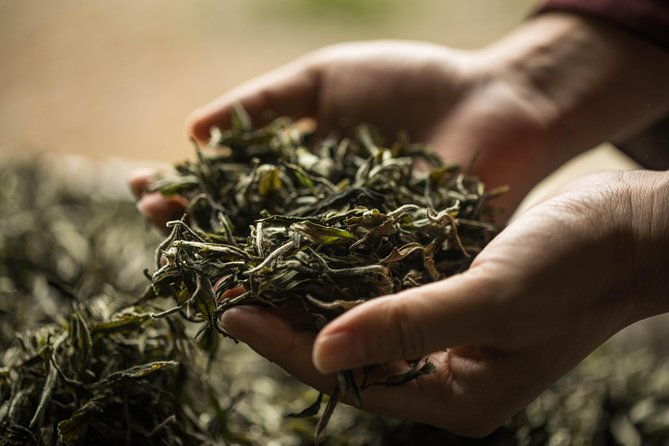 Private 3 Hours Chengdu Local Tea Market Visit (Whole-sales Market) - Why This Tour Is a Great Value