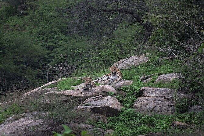 Private Day Trip to Kumbhalgarh Fort and Ranakpur from Udaipur - FAQ