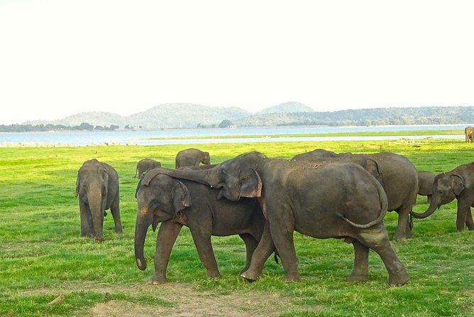 Private Day Trip to Pidurangala Rock & Jeep Safari From Colombo - What to Expect from the Transport and Guides