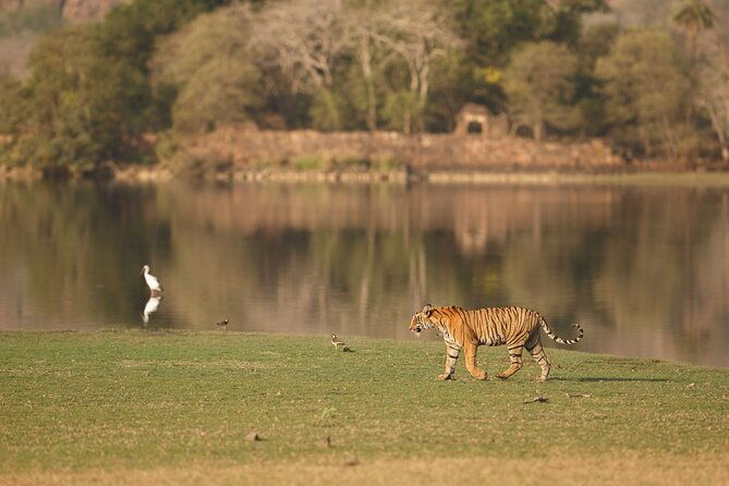 Private Day Trip to Ranthambore Tiger Reserve from Jaipur - Why Choose This Tour?