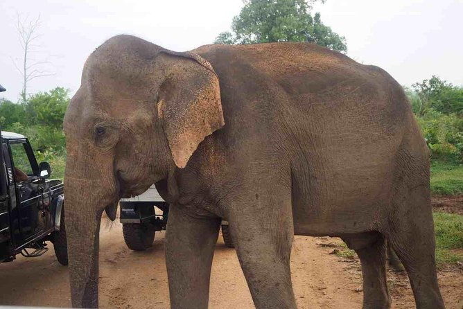 Private Day Trip to Yala National Park from Colombo - Who Should Consider This Tour?