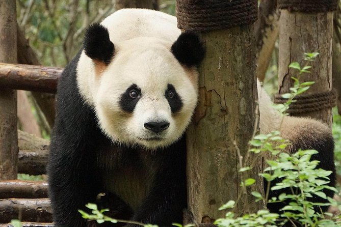 Private Full-Day Tour: Chengdu City Highlights - Authentic Experiences Based on Traveler Feedback