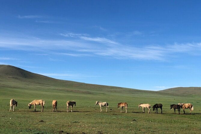 Private Full Day Tour in Khustain Nuruu National Park - Final Thoughts