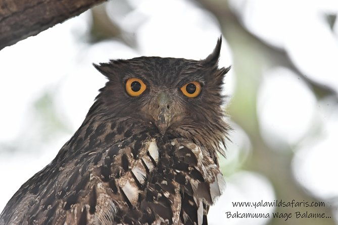 Private Half Day Safari Tour to Yala NP From Tangalle and Drop Back - Practical Tips for Your Safari