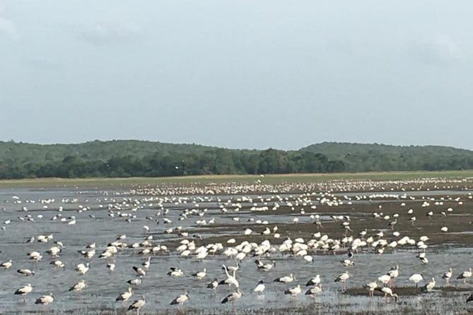 Private Jeep Safari at Minneriya National Park - Minneriya National Park: The Main Event  