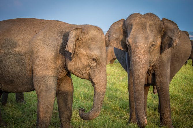Private Jeep Safari at Minneriya National Park - Who Should Consider This Safari?