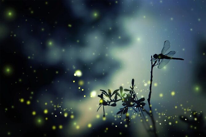 Private Kuala Lumpur Fairy Firefly And Monkey Hill Tour - Why This Tour Offers Great Value