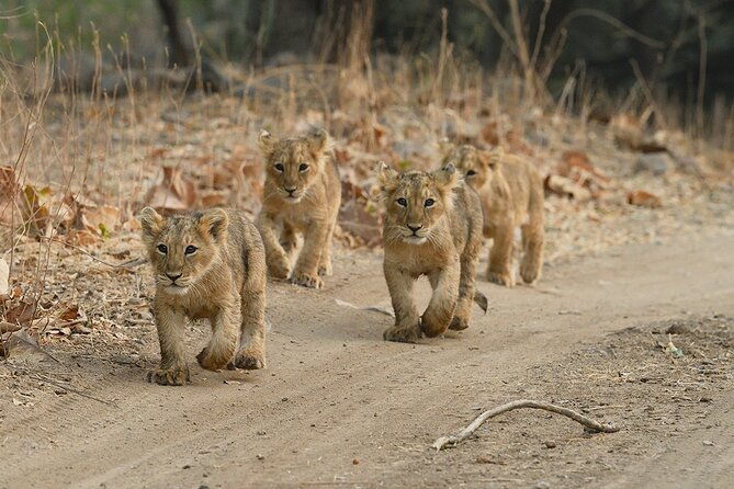Private Lion Safari in the Gir National Park in Gujarat - FAQs About the Gir Lion Safari