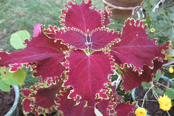 Private Multi Day Nepal Poon Hill Trekking Tour - What’s Included and What’s Not