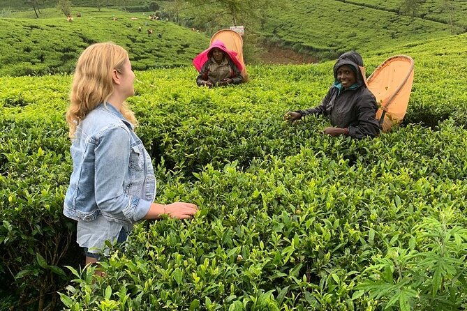 Private Tea Tour and Tea Factory - The factory visit: a step-by-step journey