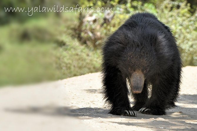 Private Tour : YALA National Park with Experienced Driver and Guide - FAQs