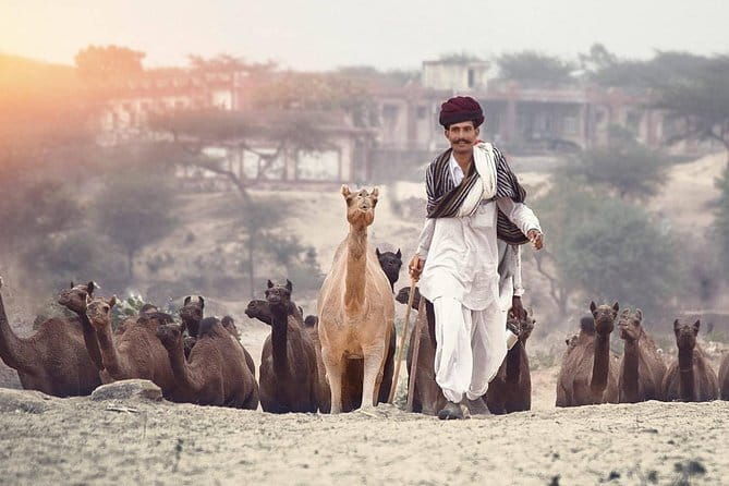 Private Transfer from Jodhpur to Udaipur - The Experience of the Driver & Vehicle