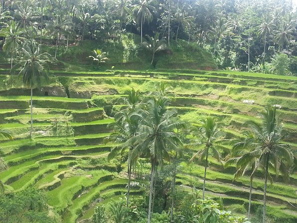 Private Ubud Tegalalang Rice Teracce & Tanah Lot Tour - What We Loved About the Tour