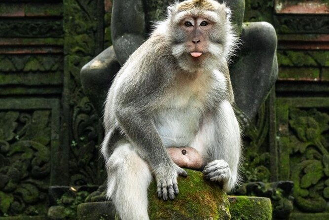 Private Ubud Tour with Swing - The Sum Up: A Well-Rounded Balinese Day