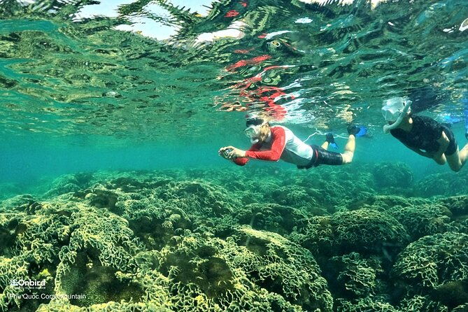 PRO-SNORKELING to Explore Hidden Coral Reefs (MAX 12 PAX) - The Itinerary: What You Can Expect