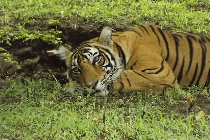 Ranthambore Tiger Safari Day trip from Jaipur - All Inclusive - FAQs