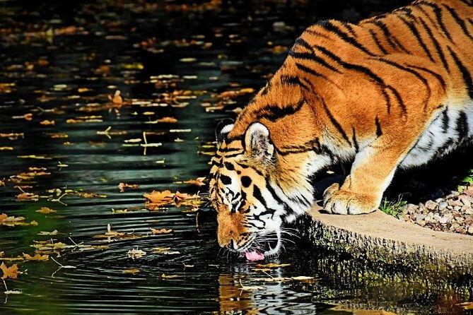 Ranthambore Tiger Safari Tour from Delhi with All Meals - FAQ