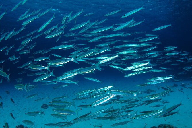 Refresher scuba diving trip, 3 dives at Racha Noi and Racha Yai - Authentic Insights from Reviews