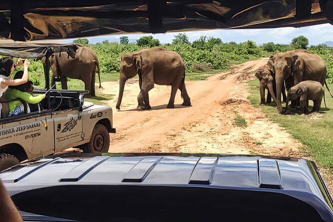 Safari Expedition's in Wild Wonders of Yala - Wildlife Encounters and Guides