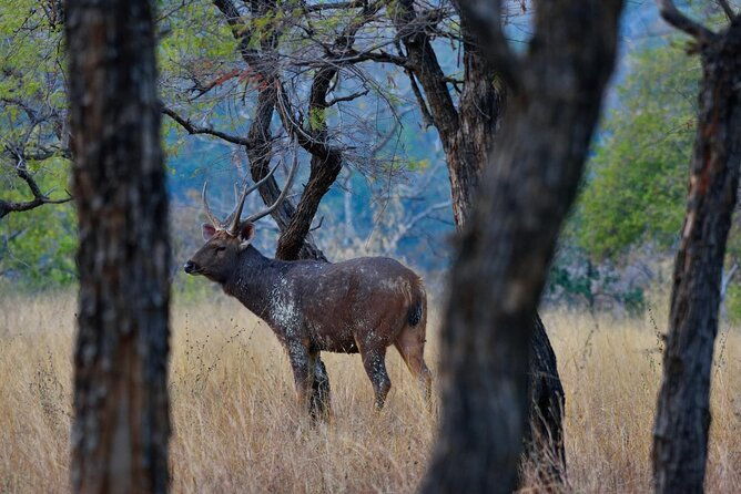 Safari in Pench National Park - Who Should Consider This Tour?