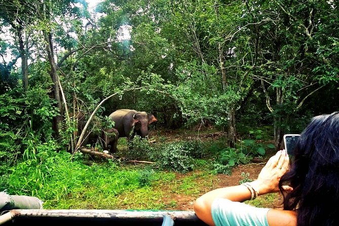 Safari Tour at Minneriya National Park - Practical Details & Tips