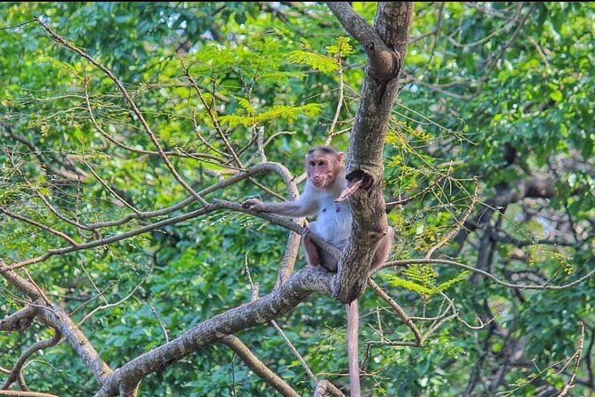 Sanjay Gandhi National Park and Kanheri Caves Day Private Tour - Who Would Love This Tour?