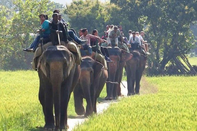 Sariska Tiger Reserve Safari tour from Jaipur - Final Thoughts