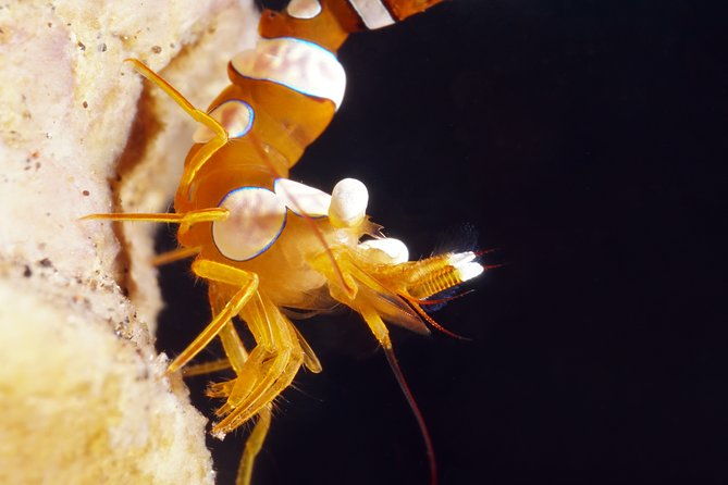 Scuba Diving at Tulamben macro dive sites - Why This Tour Is a Winner