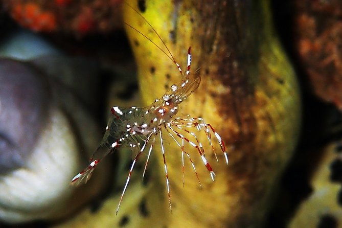 Scuba Diving at Tulamben USAT Liberty Wreck - The Sum Up