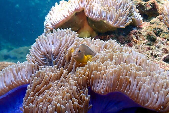 Scuba Diving from Koh Yao Yai - Why This Tour Stands Out