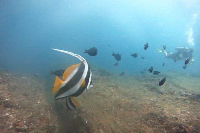 Scuba Diving in Mirissa - The Details That Matter