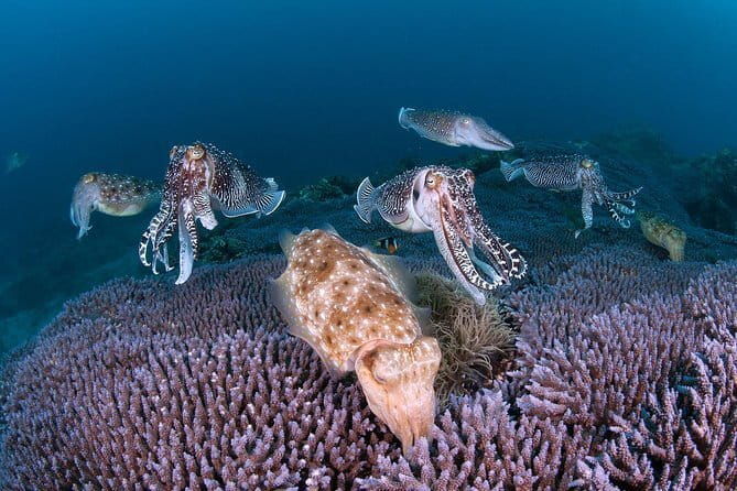 Scuba Diving in Yakushima island (for certified divers only) - What To Expect on the Tour