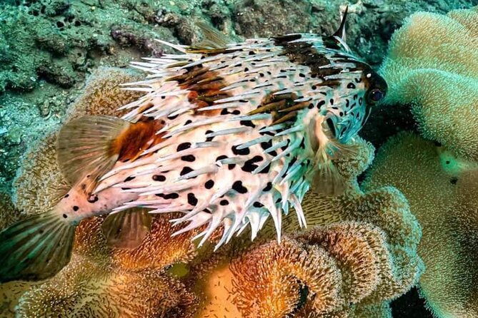 Scuba Diving Tour in Cham Island for certified divers or Beginners - Authentic Insights from Reviewers