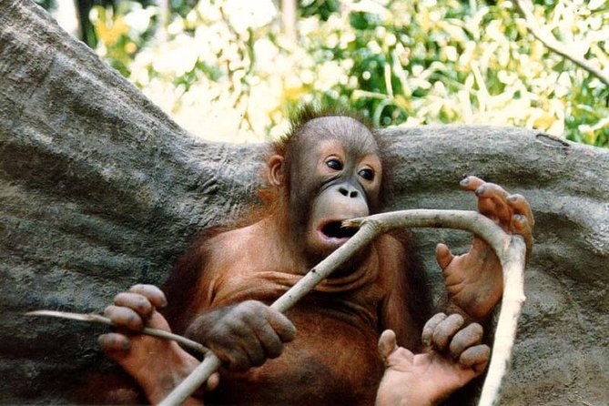 Sepilok Orang Utan & Bornean Sun Bear Centre with Sandakan City Tour with Lunch - FAQ