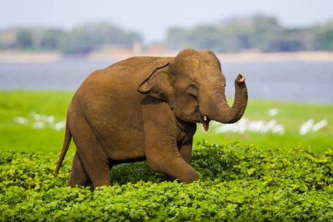 Sigiriya Lion Rock & Dambulla Cave Temple Day Tour From Colombo - Who Is This Tour Best Suited For?