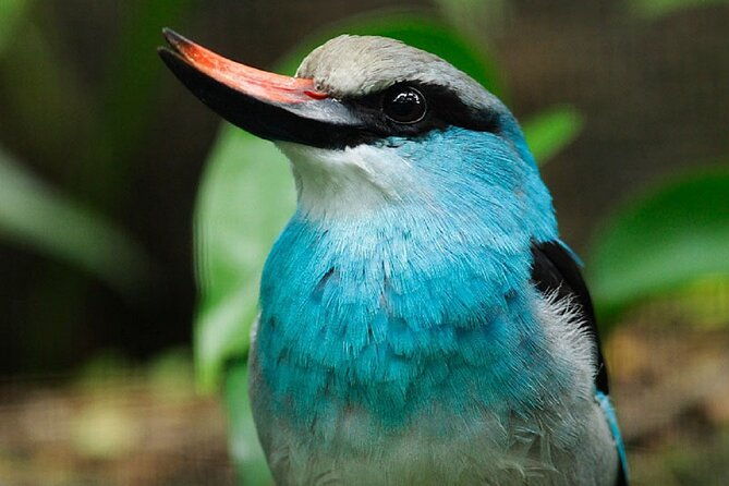 Singapore Bird Paradise Entry Ticket - Authentic Insights from Visitors