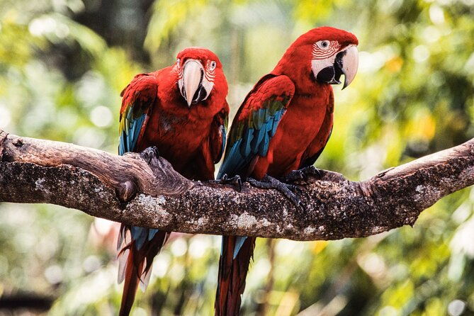 Singapore Bird Paradise & Zoo Full Day (Ticket & Transfer ) - Summary: Who Should Consider This Tour?