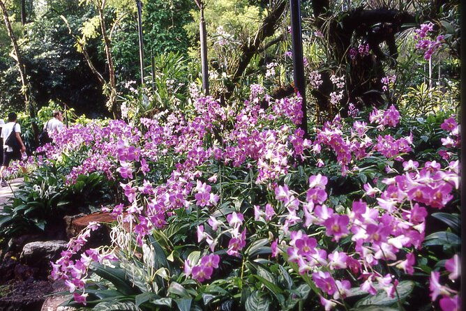 Singapore: National Orchid Garden Admission Ticket - Why This Tour Offers Great Value