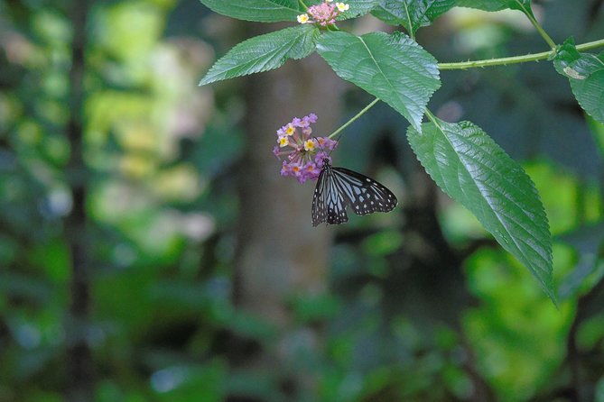 Sinharaja Rain Forest Tours (Full Day) - Who Is This Tour Best For?