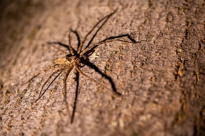 Sinharaja Rainforest Day Tour By Rainforest Expedition - FAQ  